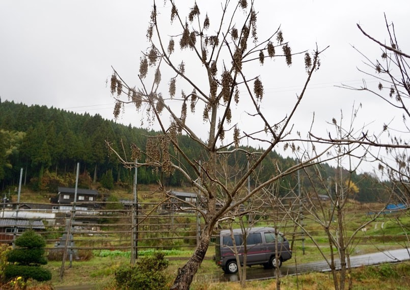 たくさんの実がついた房がぶら下がる漆の木＜高澤ろうそく店＞