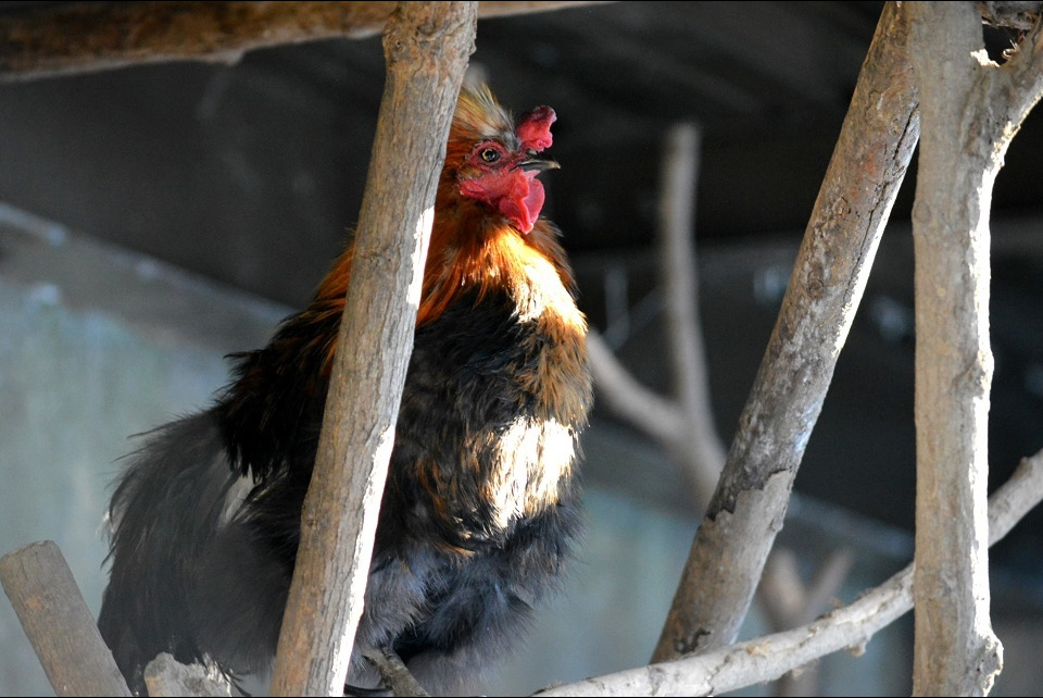 時を告げる鳥として神聖視されてきたニワトリ (鶏始乳・にわとりはじめてとやにつく) 第72候|暮らしのほとり舎