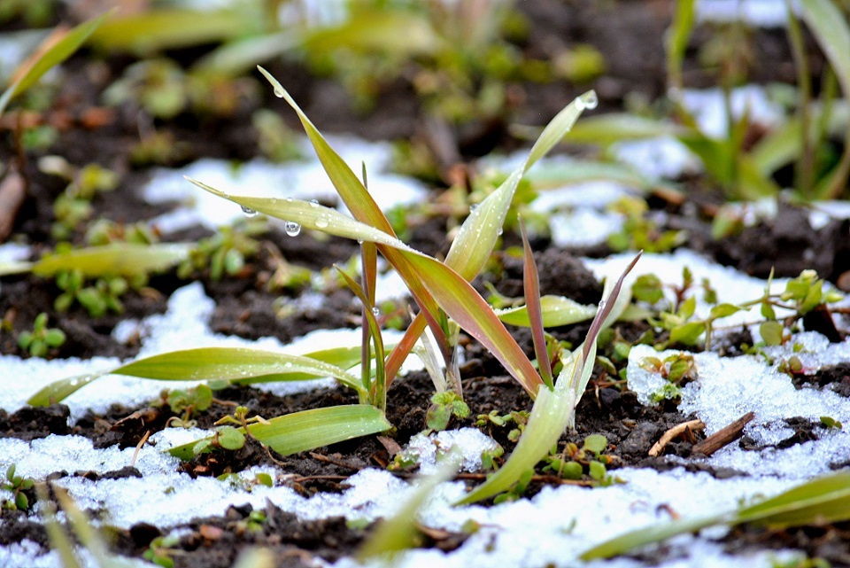 冬の間に芽を出す麦の新芽 (雪下出麦・ゆきわたりてむぎのびる) 第66候｜暮らしのほとり舎