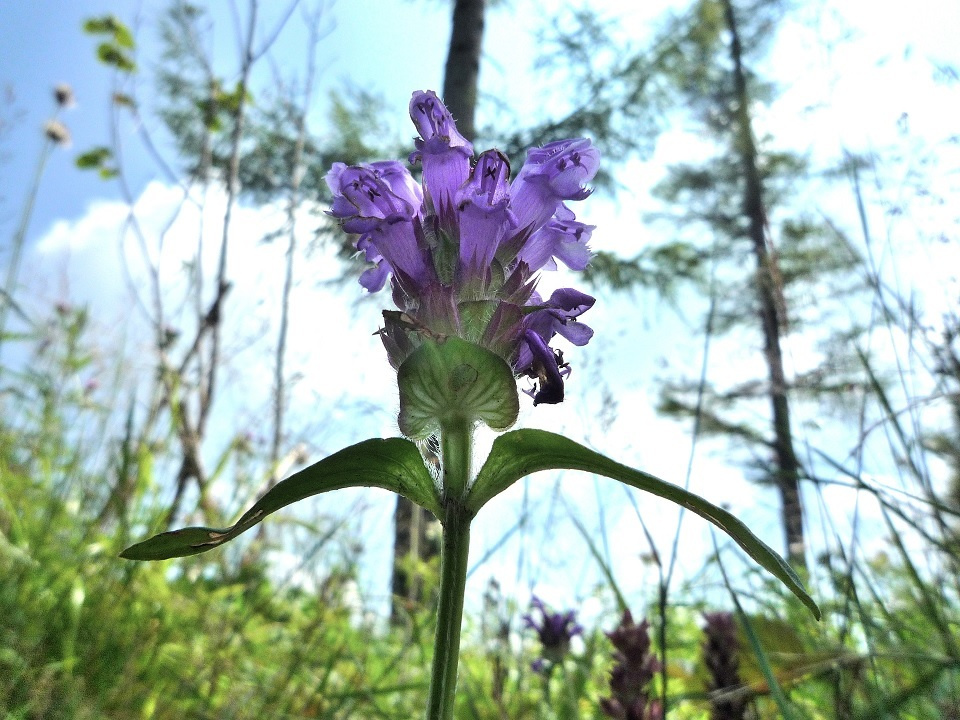 漢方にもなる紫色のうつぼ型の花が特徴のウツボグサ (乃東生・なつかれくさしょうず) 第64候｜暮らしのほとり舎