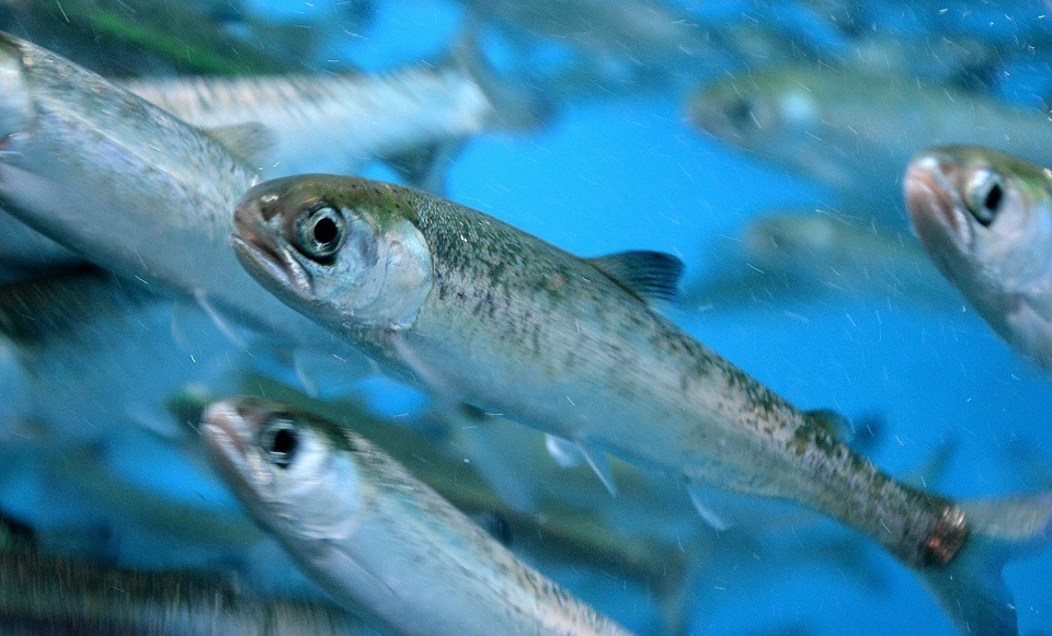 まだ小さなサケの群れ (鱖魚群・さけのうおむらがる) 第63候｜暮らしのほとり舎