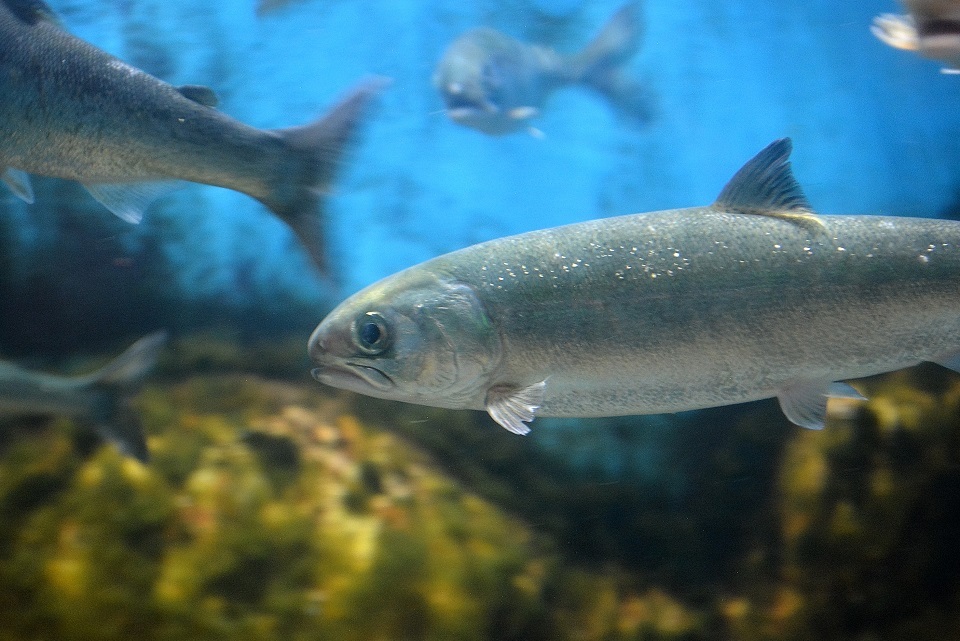 七十二候 第六十三候 鱖魚群 さけのうおむらがる 12 16 12 頃
