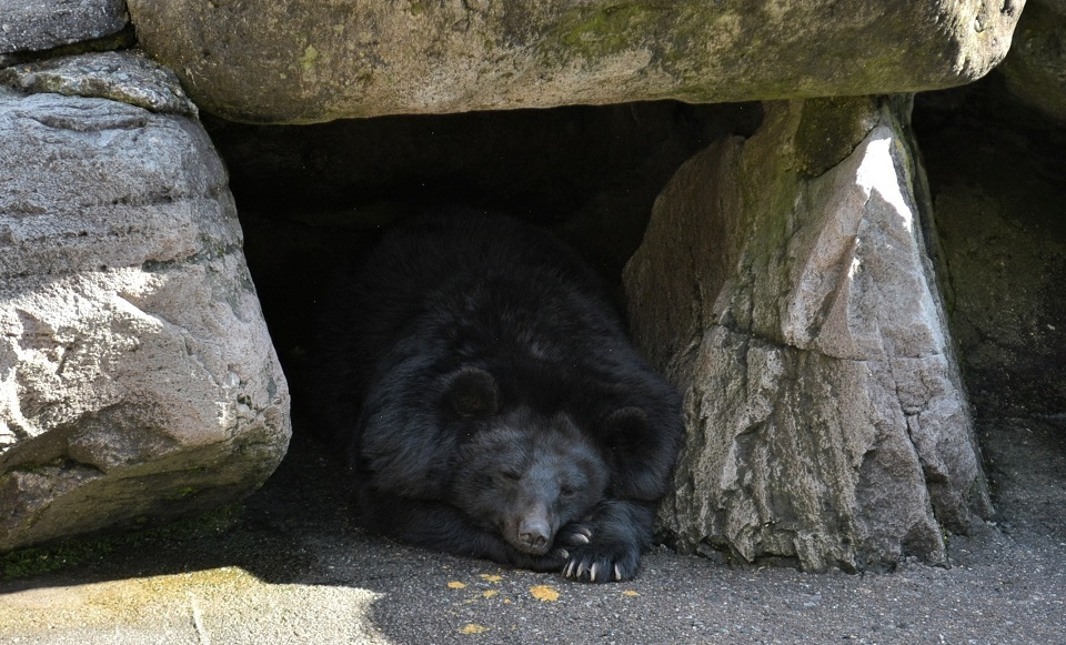 岩穴の中ですやすやと眠るツキノワグマ (熊蟄穴・くまあなにこもる) 第62候｜暮らしのほとり舎