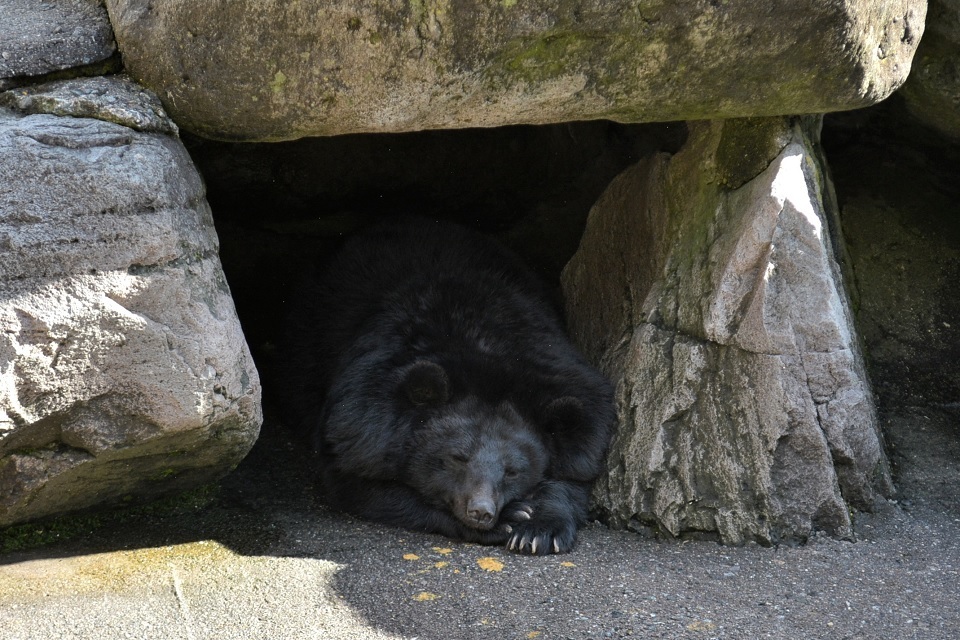 七十二候 第六十二候 熊蟄穴 くまあなにこもる 12 12 12 15頃 七十二候 第六十二候 熊蟄穴 くまあなにこもる 12 12 12 15頃