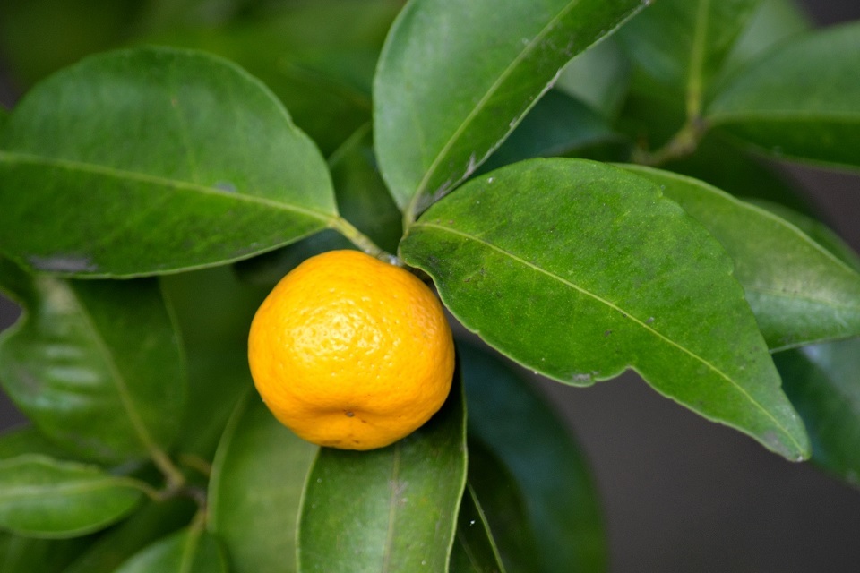 七十二候 第六十候 橘始黄 たちばなはじめてきばむ 12 2 12 6頃