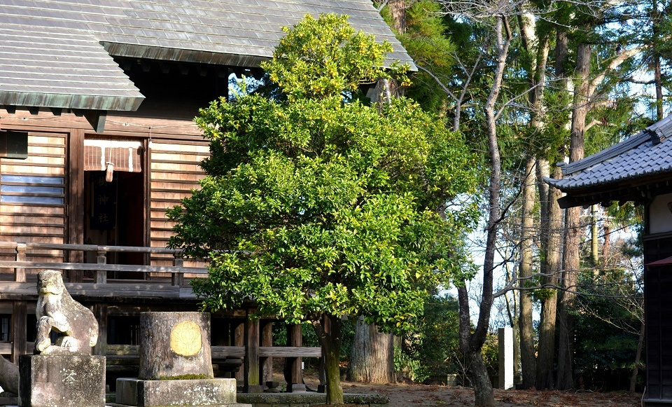 橘樹神社の橘の木｜暮らしのほとり舎