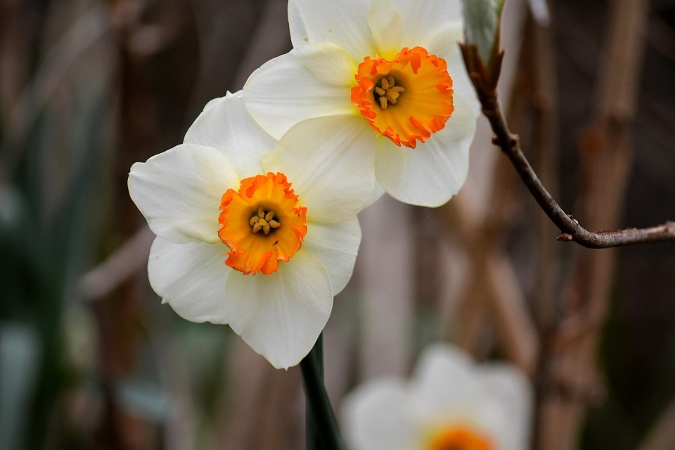 七十二候 | 第五十七候「金盞香 (きんせんかさく)」 11/17~11/21頃