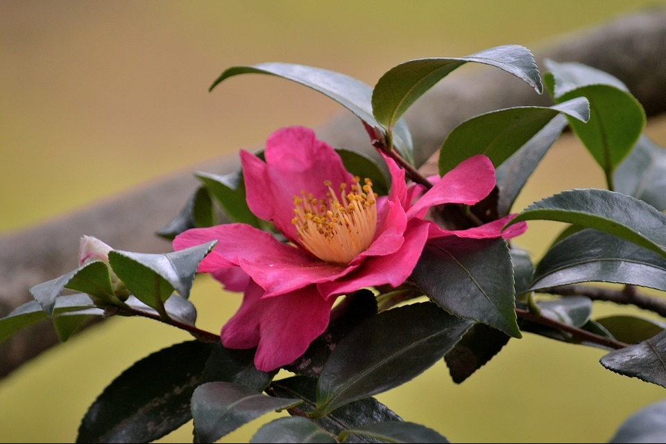 冬枯れの景色の中で可憐に咲くサザンカ (山茶始開・つばきはじめてひらく) 第55候|暮らしのほとり舎