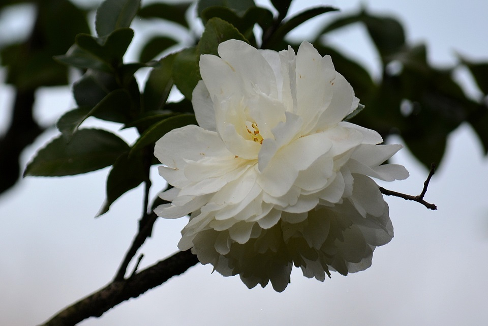 サザンカ (白)|暮らしのほとり舎