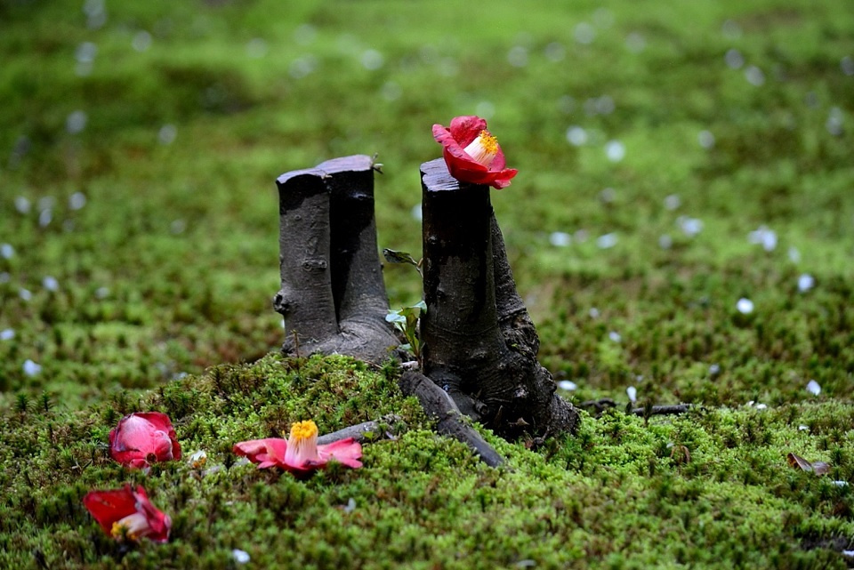 ぽとりと落ちる椿の花|暮らしのほとり舎