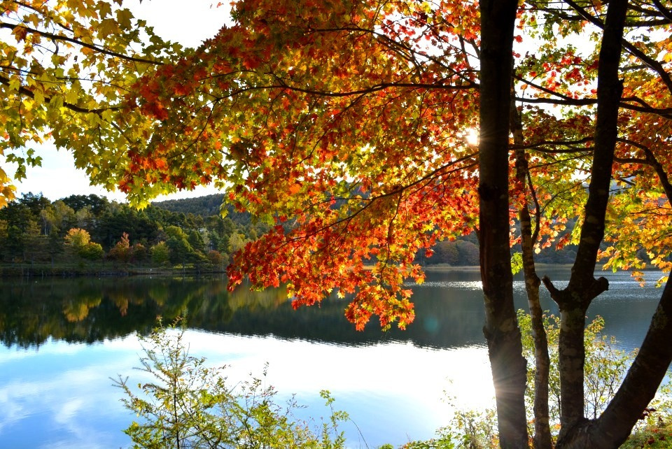 澄んだ空気と美しい秋の景色が広がる晩秋の女神湖 (楓蔦黄・もみじつたきばむ) 第54候｜暮らしのほとり舎