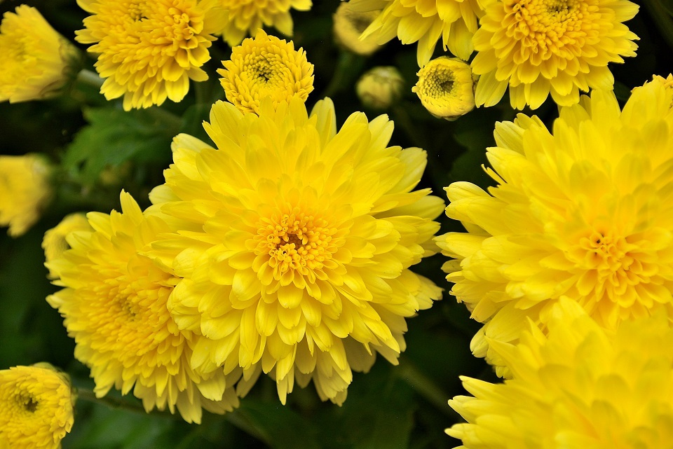 咲き始めた黄色い菊の花 (菊花開・きくのはなひらく) 第50候｜暮らしのほとり舎