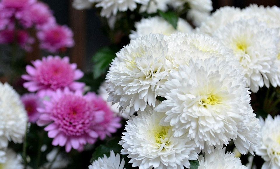 菊の花 (白)|暮らしのほとり舎