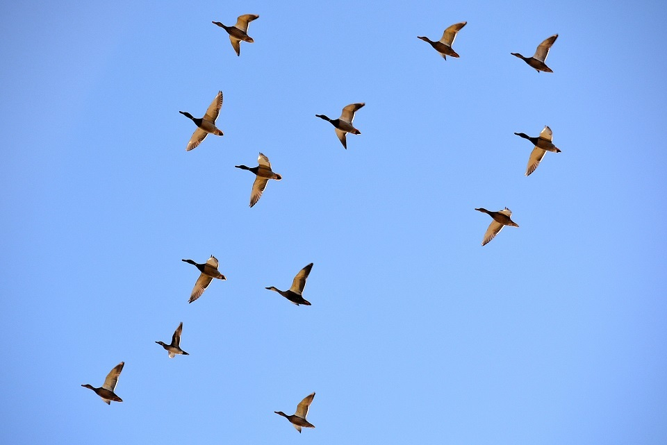 渡り鳥の群れ｜暮らしのほとり舎