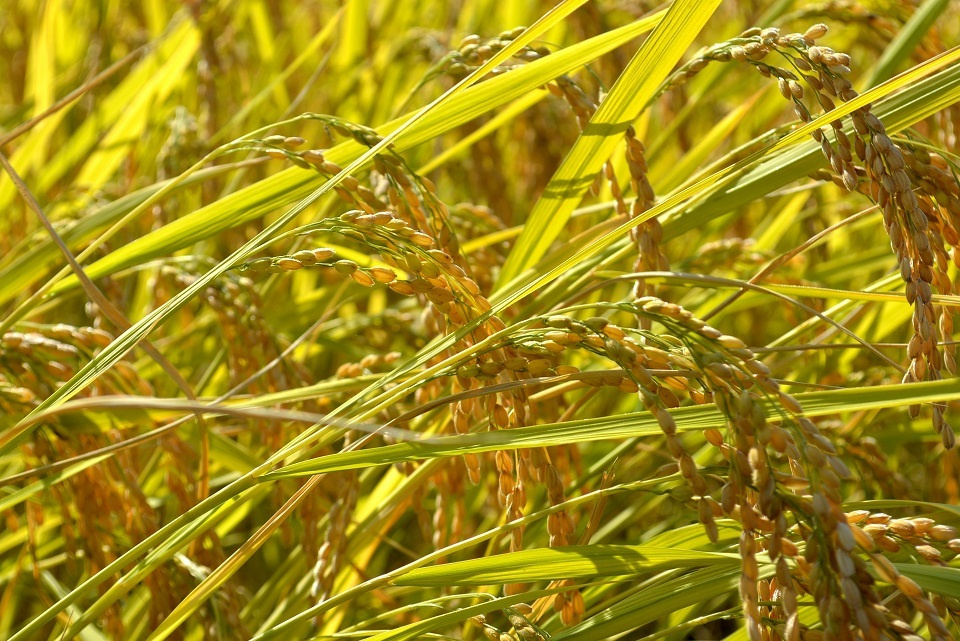 黄金色に輝く間もなく刈入れを迎える稲穂 (水始涸・みずはじめてかるる) 第48候|暮らしのほとり舎