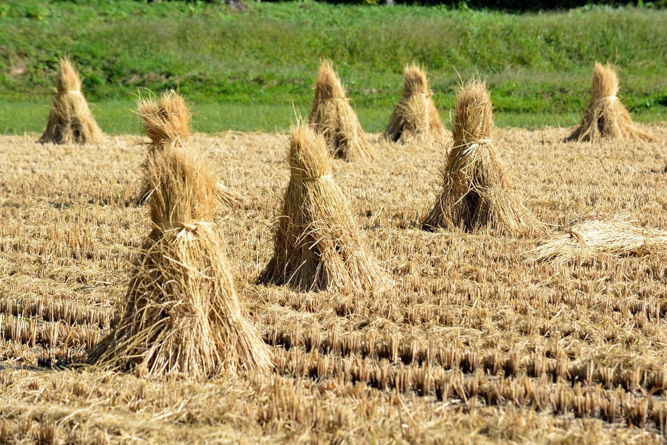 稲藁干し「わらぐろ」|暮らしのほとり舎