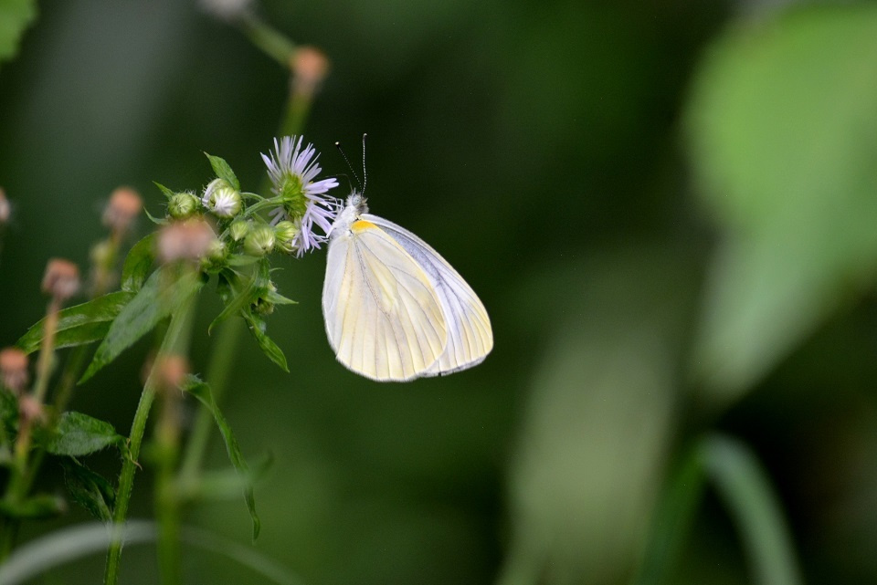 野の花に留まるモンシロチョウ (蟄虫坏戸・むしかくれてとをふさぐ) 第47候｜暮らしのほとり舎