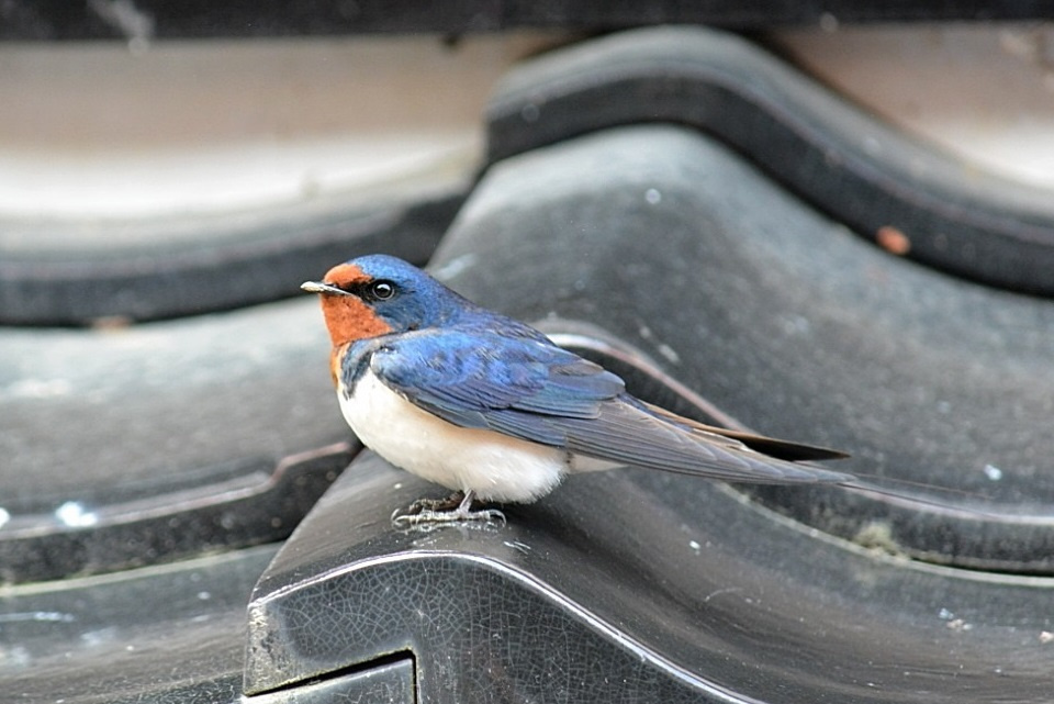 瓦屋根の上で一休みするツバメ (玄鳥去・つばめさる) 第45候|暮らしのほとり舎