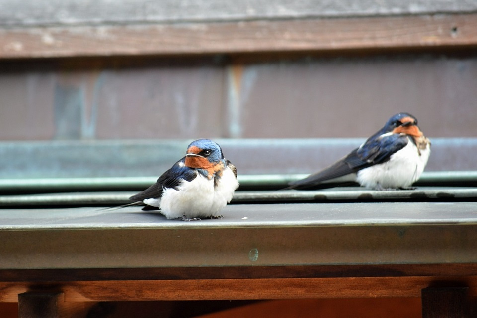 軒先で休む2羽のツバメ|暮らしのほとり舎