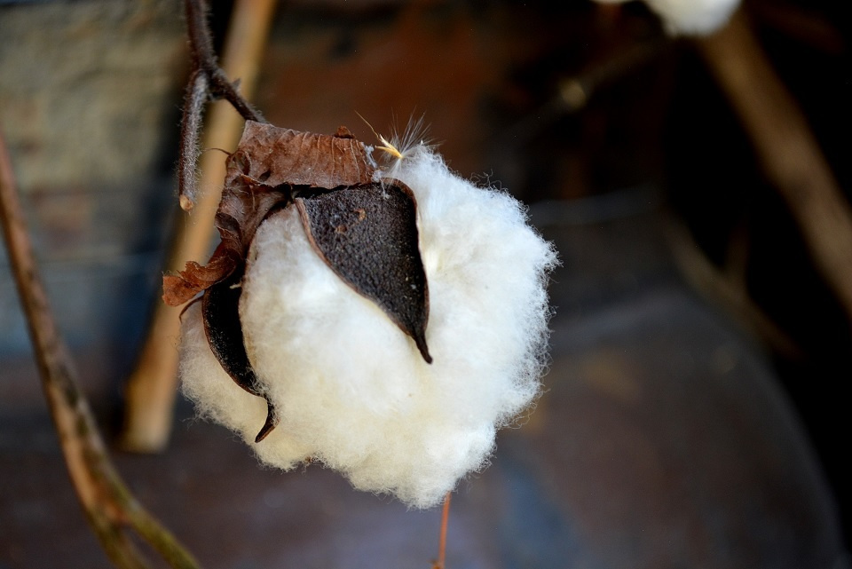 フワフワの綿毛「コットンボール」 (綿柎開・わたのはなしべひらく) 第40候｜ 暮らしのほとり舎