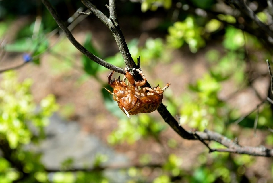 七十二候 第三十八候 寒蝉鳴 ひぐらしなく 8 12 8 16頃 七十二候 第三十八候 寒蝉鳴 ひぐらしなく 8 12 8 16頃