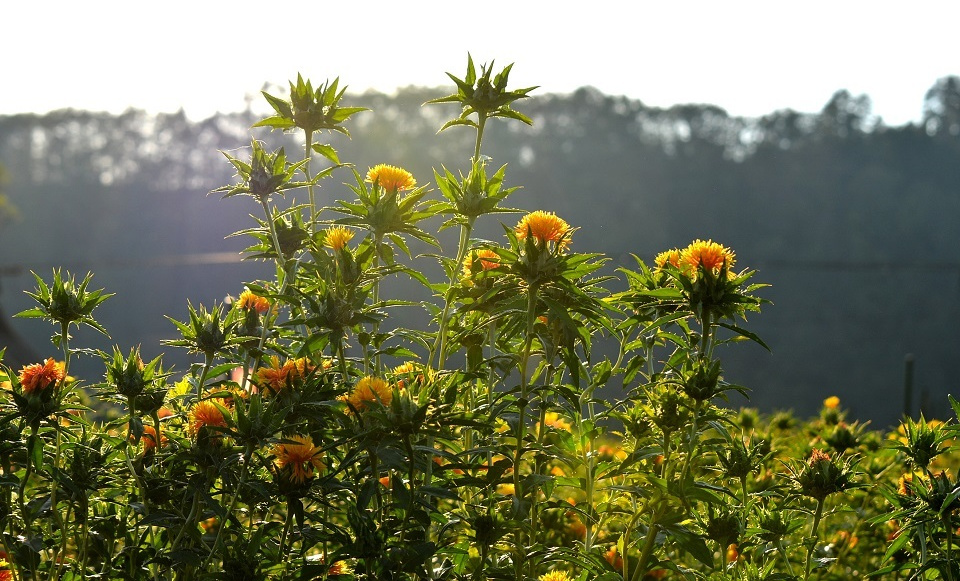 暑さ残る夕刻の紅花畑 (土潤溽暑・つちうるおうてむしあつし) 第35候|暮らしのほとり舎