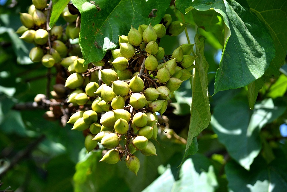 七十二候 第三十四候 桐始結花 きりはじめてはなをむすぶ 7 22 7 27頃 七十二候 第三十四候 桐始結花 きりはじめてはなをむすぶ 7 22 7 27頃