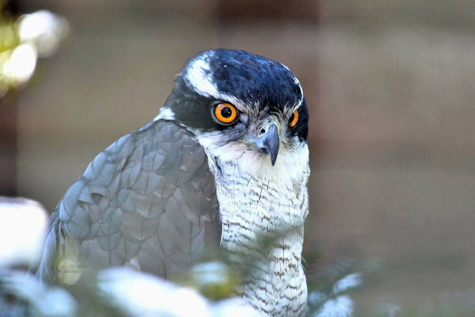 七十二候 第三十三候 鷹乃学習 たかすなわちわざをならう 7 17 7 21頃 七十二候 第三十三候 鷹乃学習 たかすなわちわざをならう 7 17 7 21頃