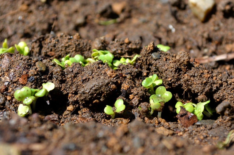 種から芽生えた水菜の芽 (蚯蚓出・みみずいずる) 第20候｜暮らしのほとり舎