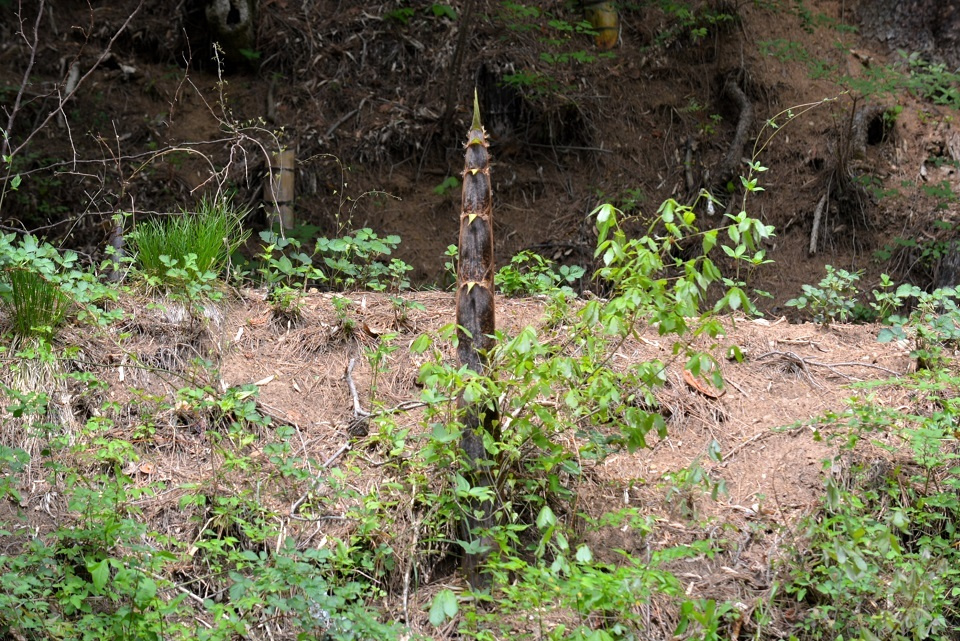 七十二候 第二十一候 竹笋生 たけのこしょうず 5 15 5 頃 七十二候 第二十一候 竹笋生 たけのこしょうず 5 15 5 頃