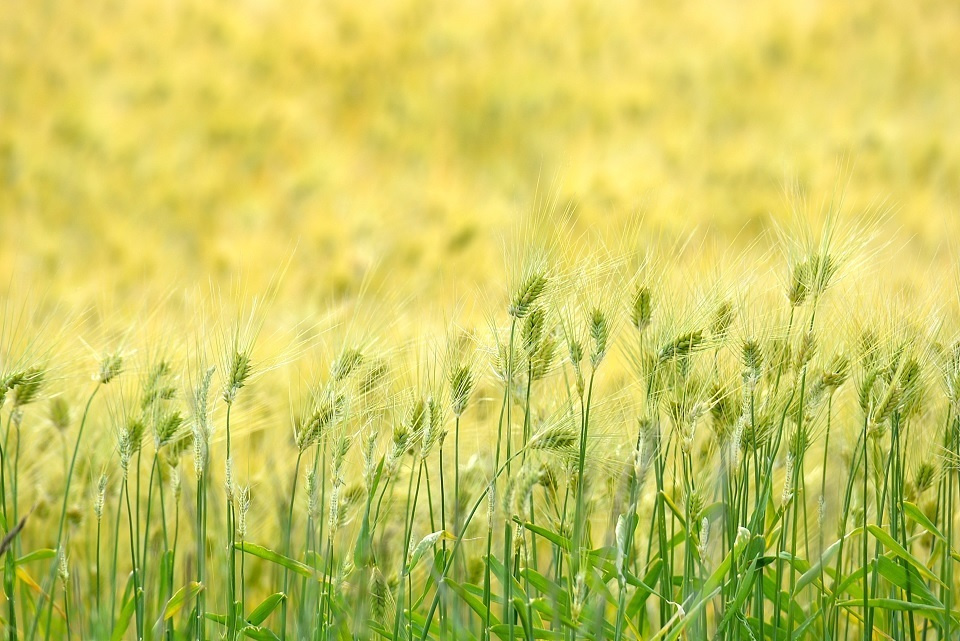 5月の麦畑｜暮らしのほとり舎