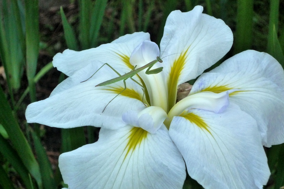 七十二候 第二十五候 螳螂生 かまきりしょうず 6 5 6 9頃