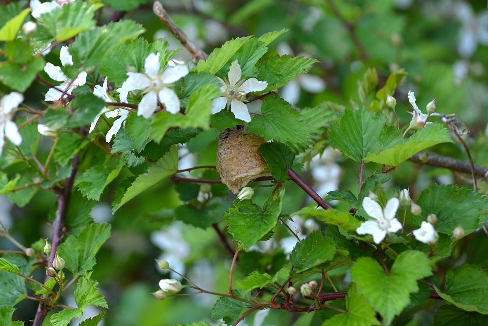 カマキリの卵｜暮らしのほとり舎