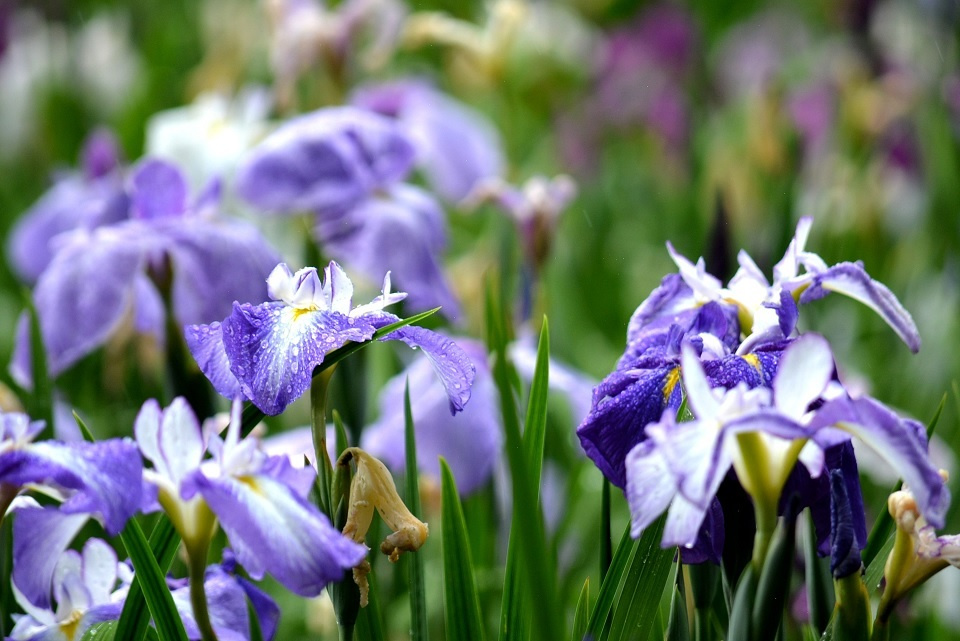 七十二候 第二十九候 菖蒲華 あやめはなさく 6 26 6 30頃 七十二候 第二十九候 菖蒲華 あやめはなさく 6 26 6 30頃