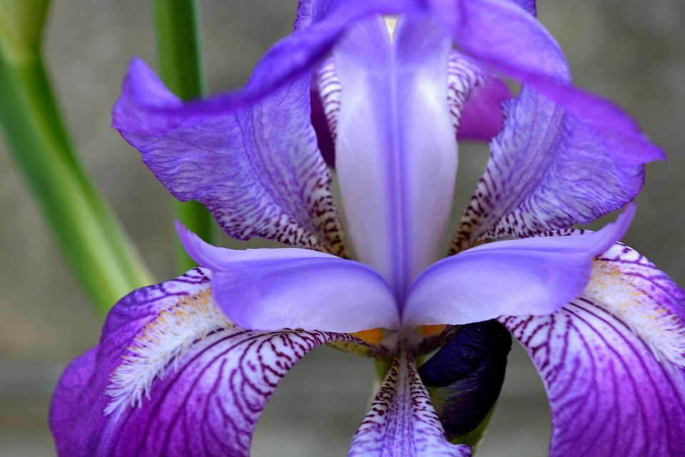 七十二候 第二十九候 菖蒲華 あやめはなさく 6 26 6 30頃 七十二候 第二十九候 菖蒲華 あやめはなさく 6 26 6 30頃