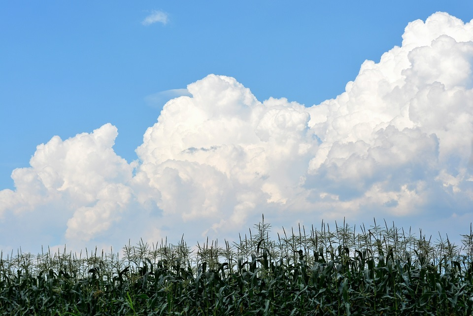 入道雲を背景に広がる夏の盛りのとうもろこし畑 (温風至・あつかぜいたる) 第31候｜暮らしのほとり舎