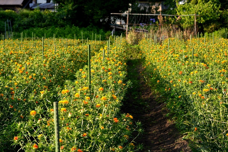 最上紅花の紅花畑 (山形県西置賜郡白鷹町)｜暮らしのほとり舎