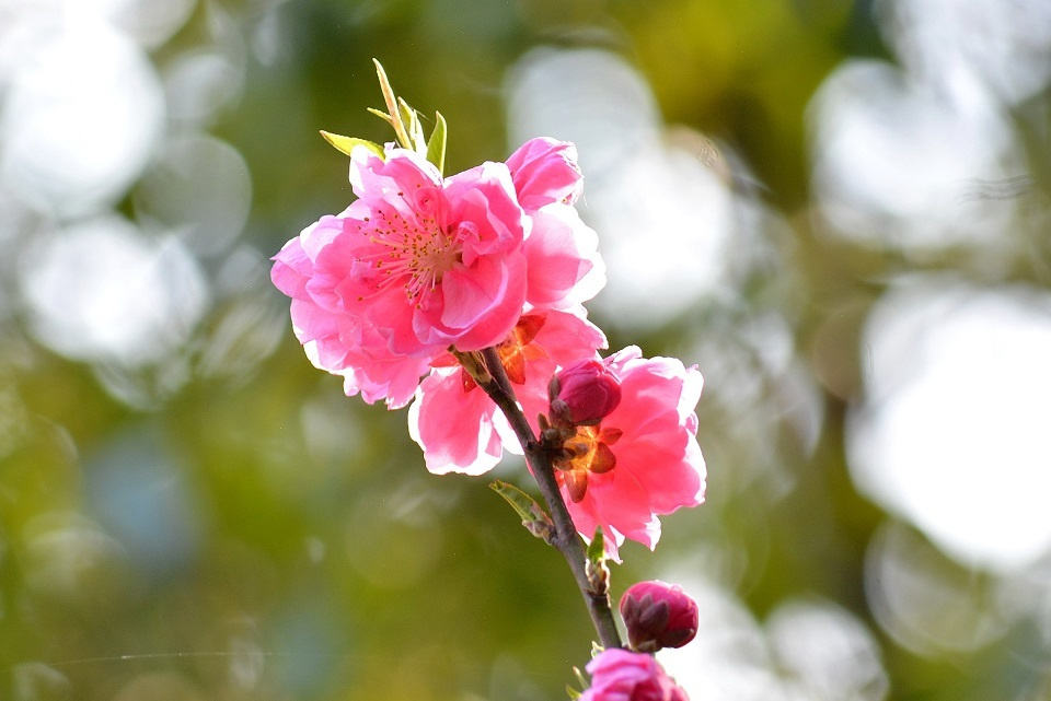 桃の花 (桃始笑・ももはじめてわらう) 第8候｜暮らしのほとり舎