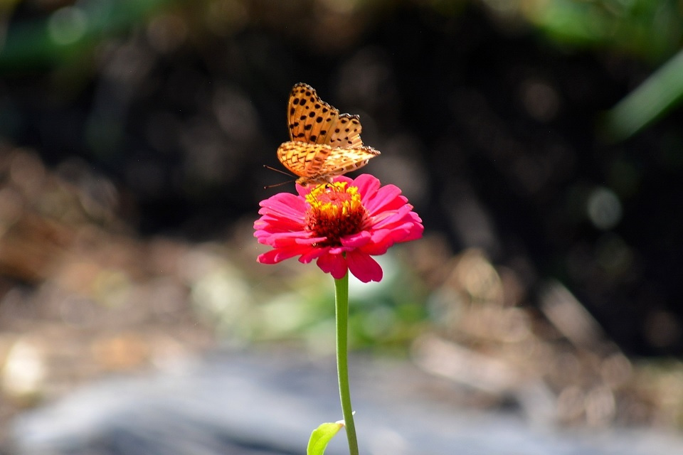 鮮やかな花の上に留まる蝶 (菜虫化蝶・なむしちょうとなる) 第9候｜暮らしのほとり舎