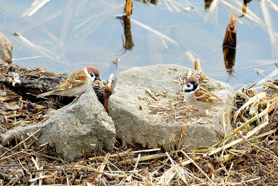 諏訪湖岸で餌を探す雀たち (雀始巣・すずめはじめてすくう) 第10候｜暮らしのほとり舎