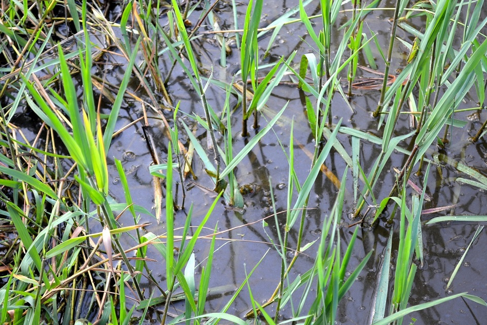 池の畔に顔を出し始めた葦 (葭始生・あしはじめてしょうず) 第16候｜暮らしのほとり舎