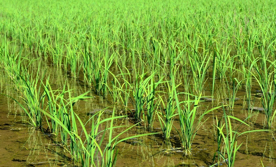 すくすくと育つ稲の苗 (霜止出苗・しもやみてなえいずる) 第17候|暮らしのほとり舎