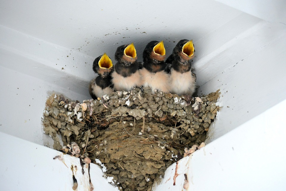 大きな口を開けて親鳥にエサを催促するツバメのひな達｜暮らしのほとり舎