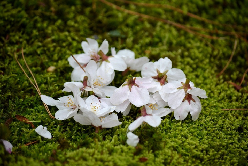 スズメが落とした桜の花｜暮らしのほとり舎
