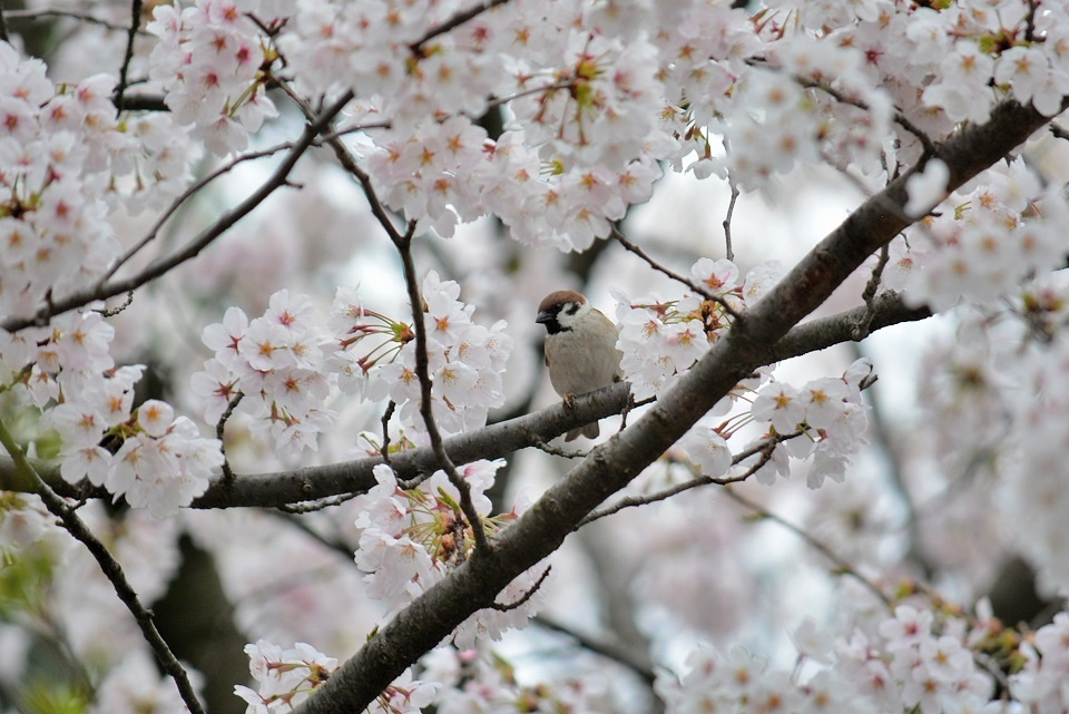 スズメと桜｜暮らしのほとり舎