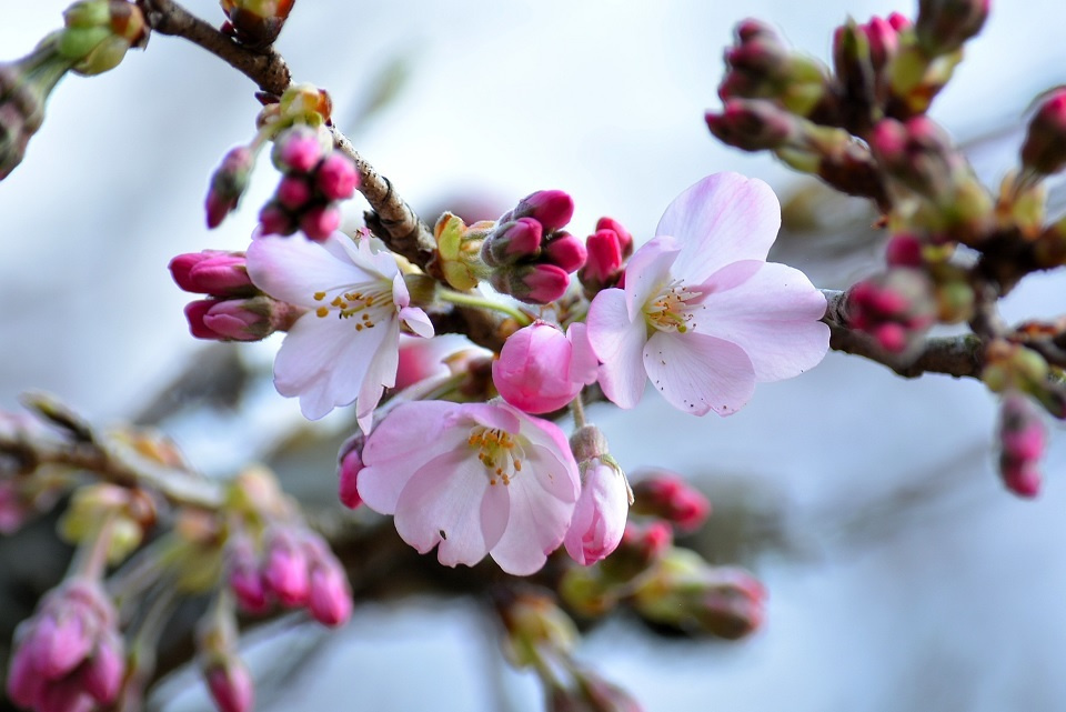 第十一候「桜始開」｜ 暮らしのほとり舎