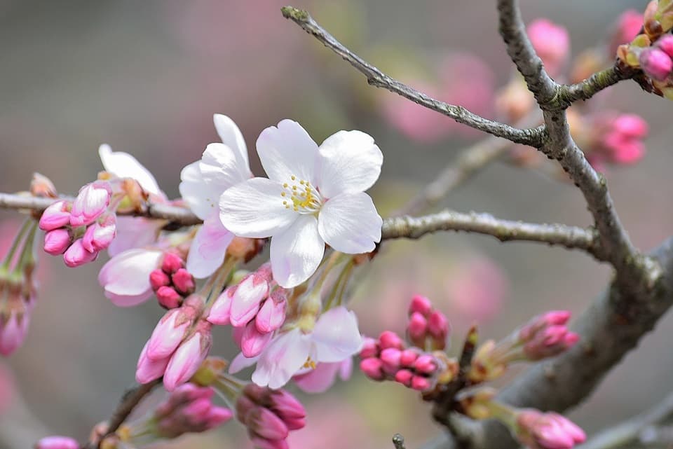 七十二候｜第十一候「桜始開」のブログ記事へ