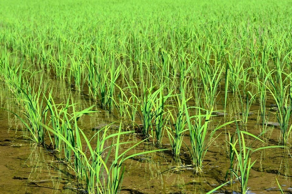 七十二候｜第十七候「霜止出苗」のブログ記事へ