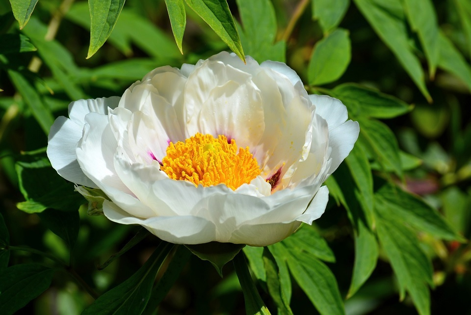 第十八候「牡丹華」｜ 暮らしのほとり舎