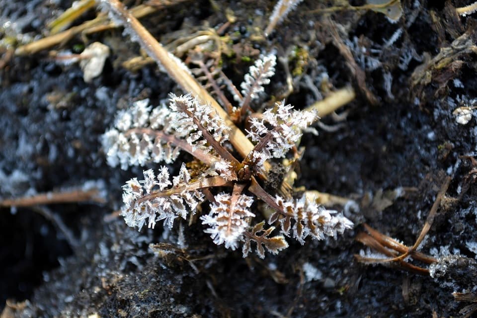 七十二候｜第五十二候「霜始降」のブログ記事へ